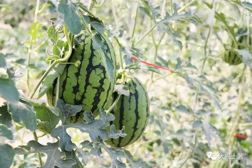 成县吃瓜网红,揭秘当地美食文化  第3张
